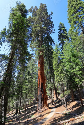 Giant sequoia trees at Sequoia National Park in Sequoia National Park, California, United States