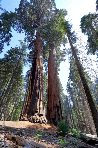 Giant sequoia trees at Sequoia National Park in Sequoia National Park, California, United States
