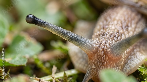 Macro Detail of Garden Snail