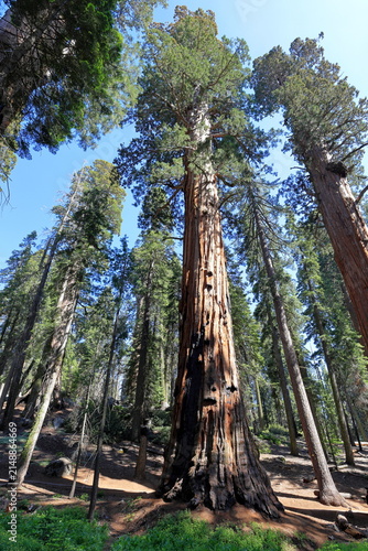 Giant sequoia trees at Sequoia National Park in Sequoia National Park, California, United States
