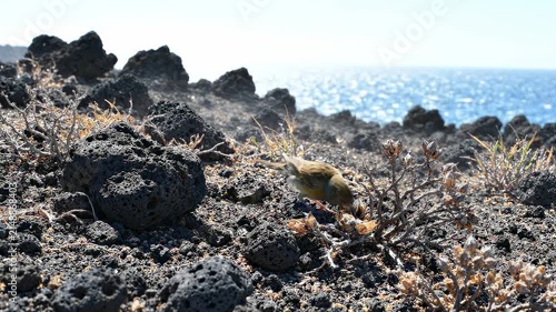 Noisy scrub bird foraging amidst dark volcanic rocks on a coastal shoreline with ocean views