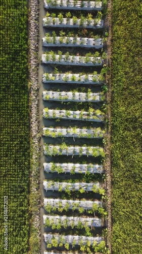 Vegetable garden beds with irrigation channels viewed from directly overhead at golden hour