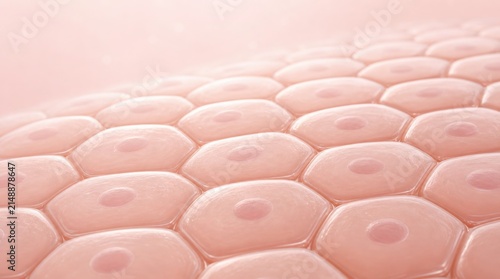 Close-up digital illustration of human skin cells arranged in a hexagonal pattern, showcasing cellular structure and texture.