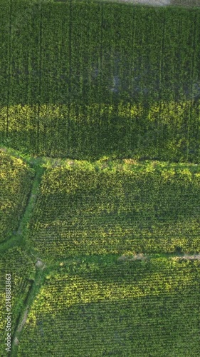 Rice field patterns from directly overhead with geometric agricultural textures at golden hour