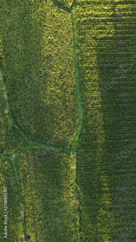 Rice field patterns from directly overhead with geometric agricultural textures at golden hour