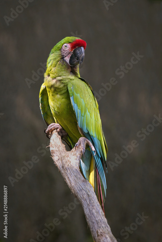 A vertical profile of a military macaw, Ara militaris perched on a weathered branch, showcasing vibrant green plumage, blue wings, and a bright red patch on its forehead.