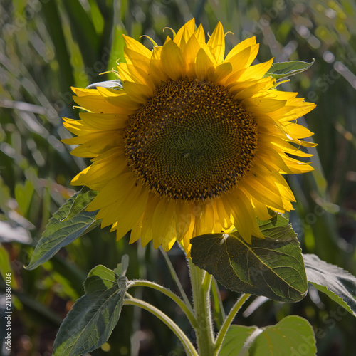 A close-up of a common sunflower, Helianthus annuus, in full bloom, showcasing vibrant yellow petals and a textured seed center backlit by warm, natural sunlight.