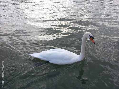 Obraz na płótnie White Mute Swan Swimming on Calm Water