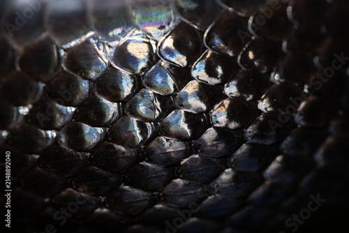 Foto Snake scale pattern