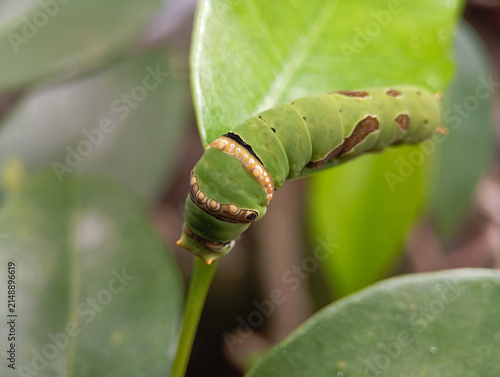 Fotografía Green caterpillar with eye spots resting on a stem outdoors.