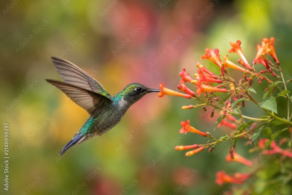 Naklejka premium Hummingbird hovering in air drinking nectar from red tropical flowers in lush garden.