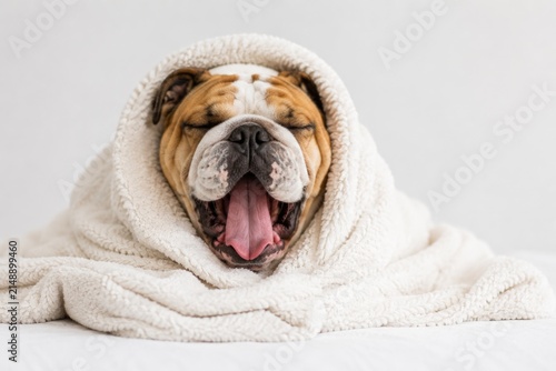 Funny English Bulldog wrapped in cozy white towel yawning widely on bed.