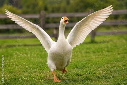 White domestic goose flapping and spreading wide wings in green grass paddock.
