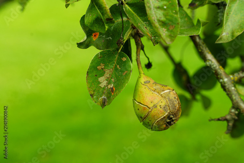 Bild auf Leinwand Green pear fruit damaged by scab disease close up