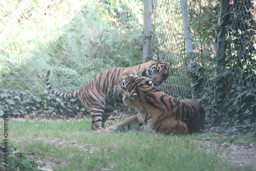 Photography sumatran tiger cub and adult in a zoo in france