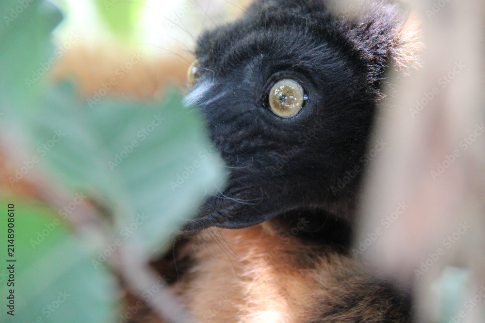 Fototapeta premium red ruffed lemur in a zoo in france