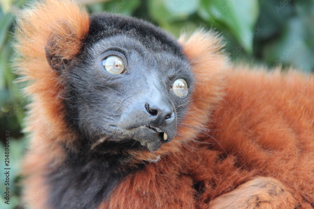 Fototapeta premium red ruffed lemur in a zoo in france