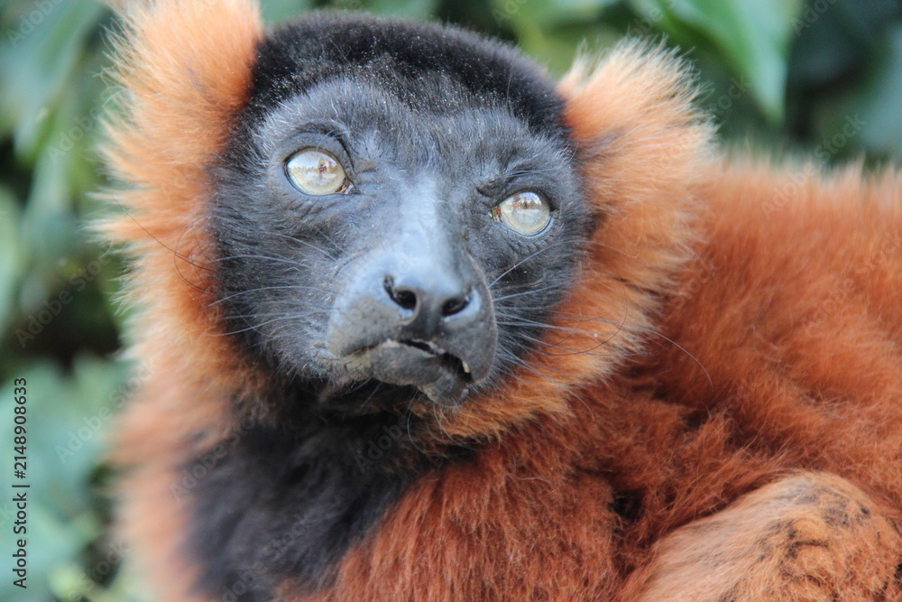 Fototapeta premium red ruffed lemur in a zoo in france