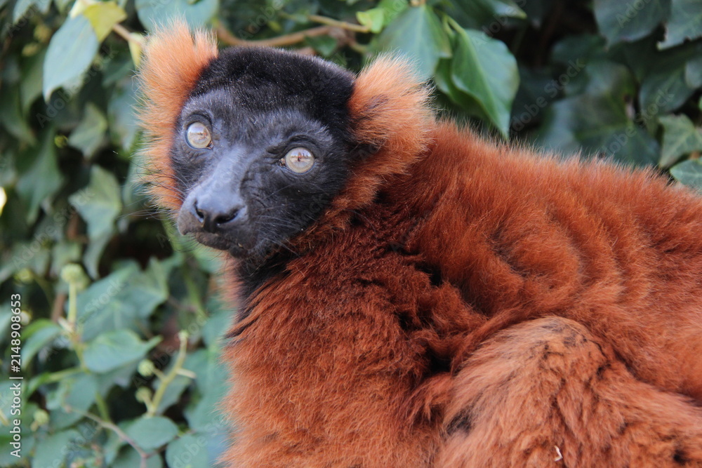 Fototapeta premium red ruffed lemur in a zoo in france