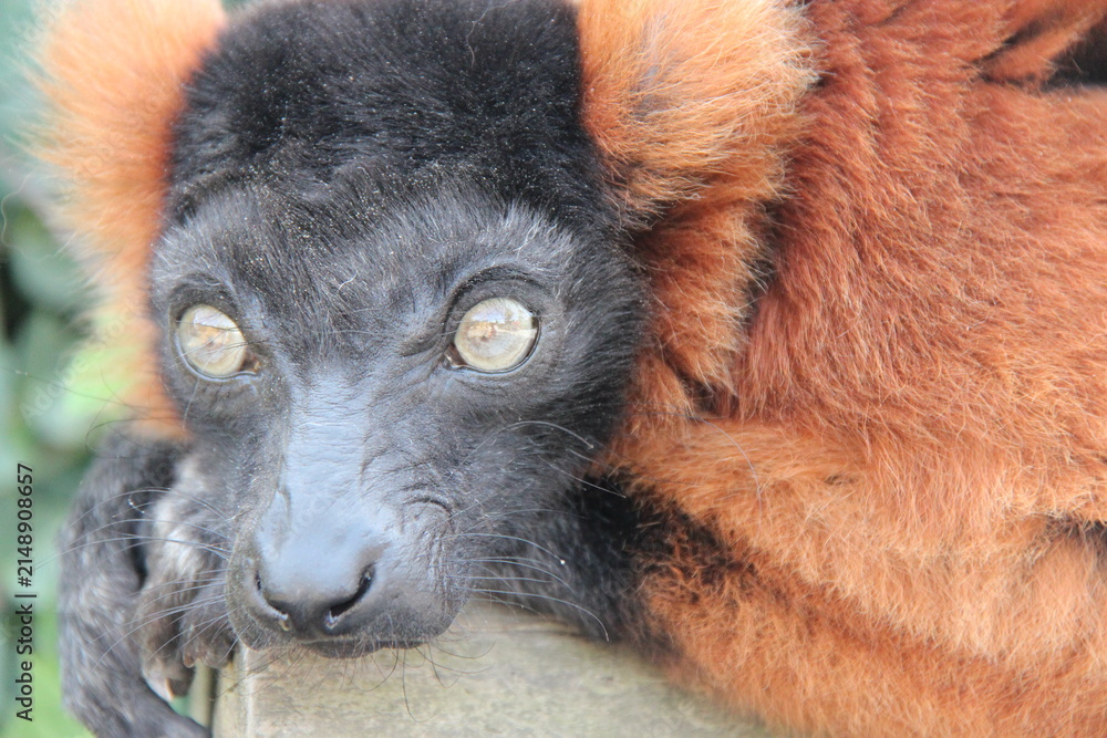Fototapeta premium red ruffed lemur in a zoo in france 