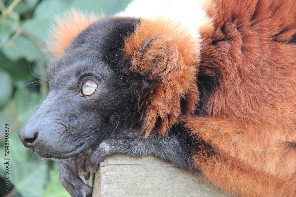 Fototapeta premium red ruffed lemur in a zoo in france