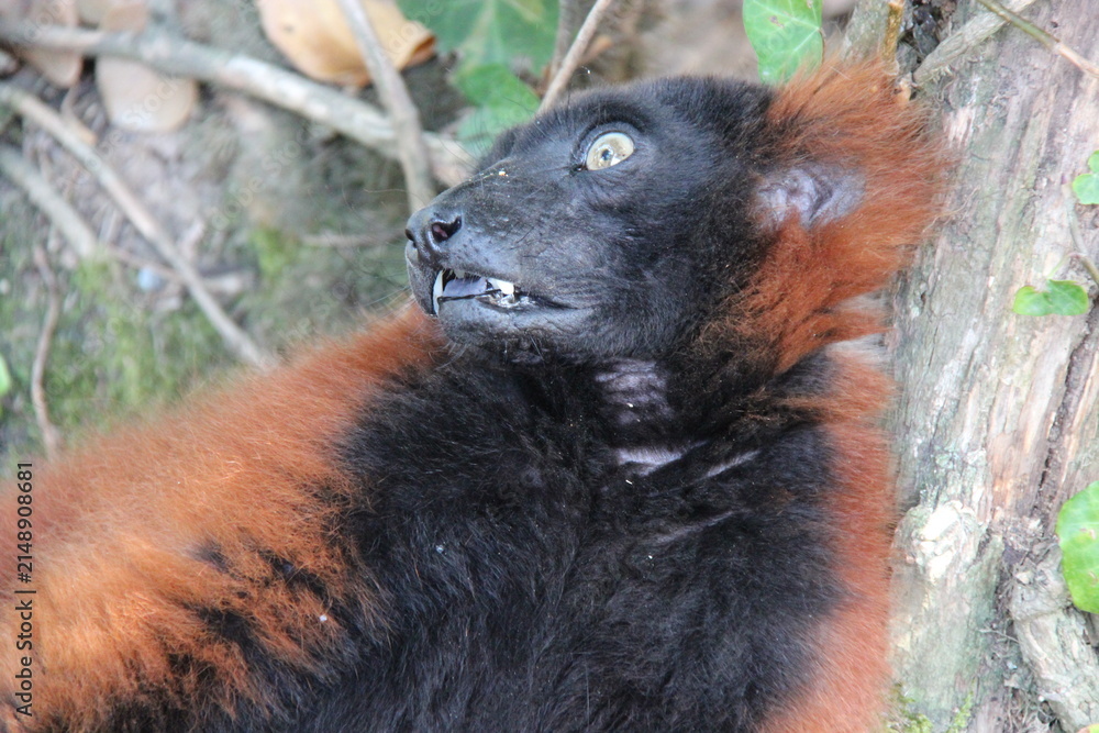Fototapeta premium red ruffed lemur in a zoo in france 