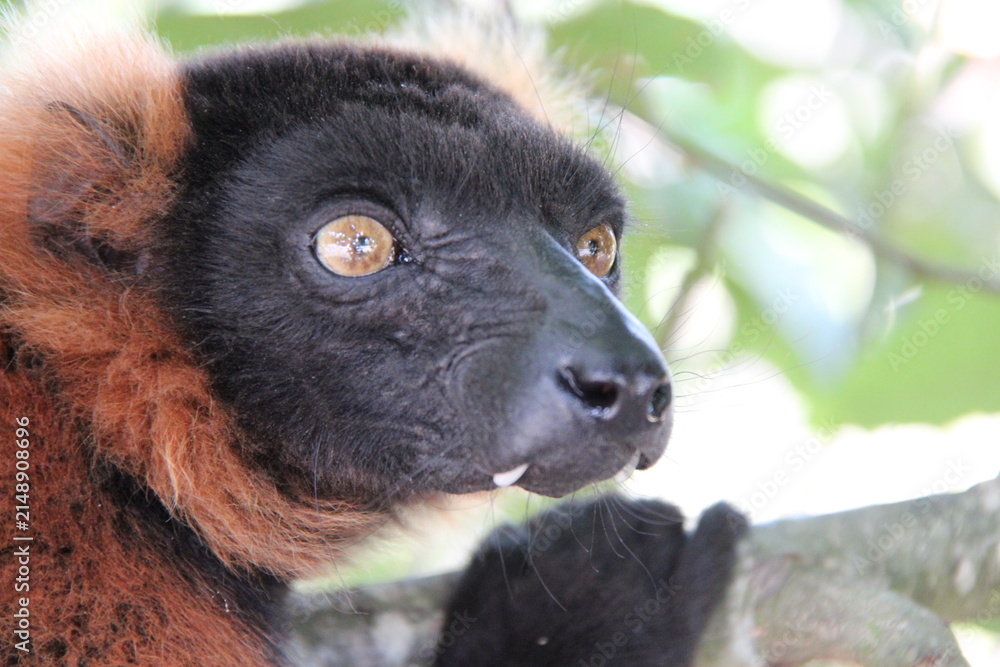 Fototapeta premium red ruffed lemur in a zoo in france