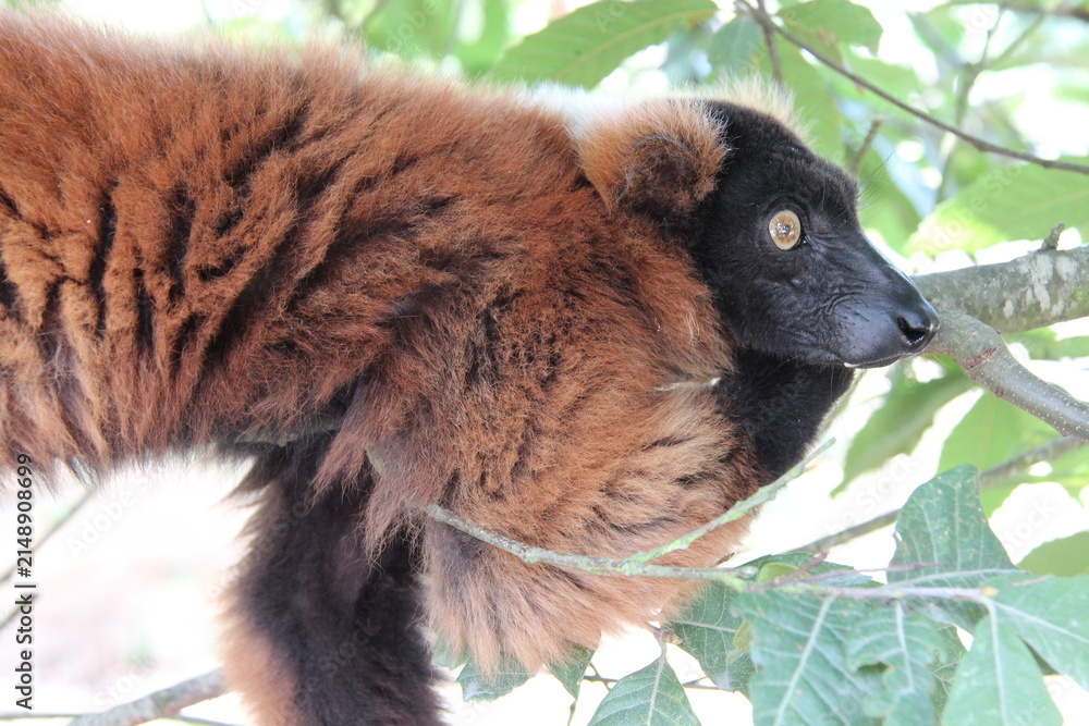 Fototapeta premium red ruffed lemur in a zoo in france