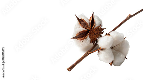 Branch sprig of natural white fluffy cotton flowers bloom plant isolated on transparent background