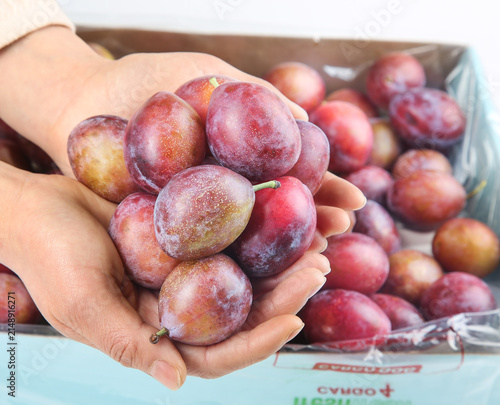 Фотография Fresh Ripe Plums in Hands with Wooden Crate of Stone Fruit - Natural Organic Pro