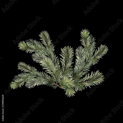 Green Pine Tree Branch Isolated on Black Background