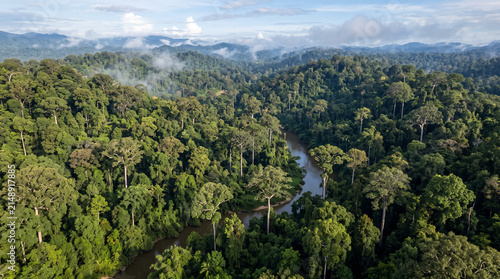 Aerial of Tropical Rainforest Dipterocarp Trees (Dipterocarpaceae) on Borneo Island, Malaysia.
