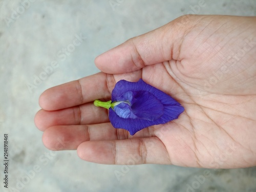 Fotografía A fresh blue butterfly pea flower on a human hand.