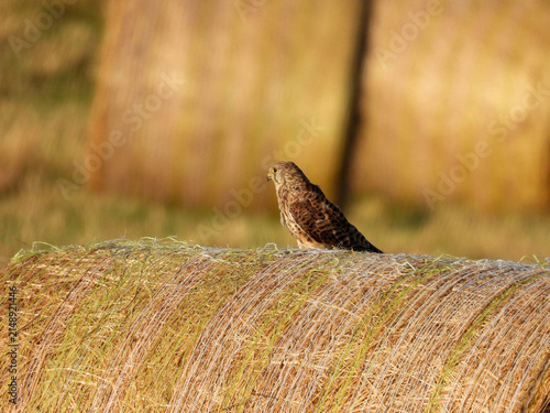 Falcon on a  straw bale