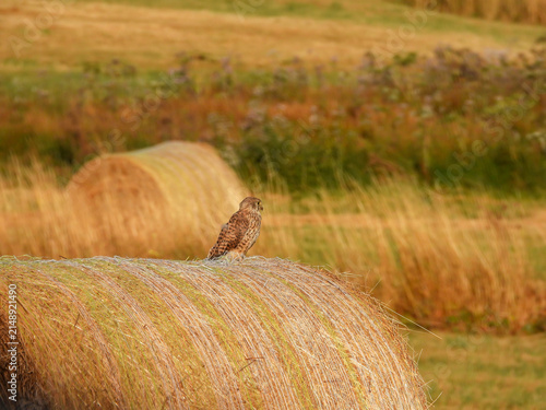 Falcon on a  straw bale