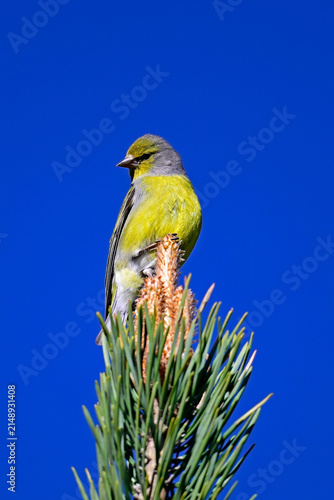 Zitronenzeisig, Zitronengirlitz - Männchen // Citril finch - male (Carduelis citrinella / Serinus citrinella)