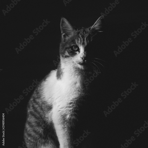 Domestic cat sitting in dramatic low key lighting on black background