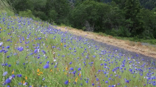 Cornflowers in the wind, Oregon