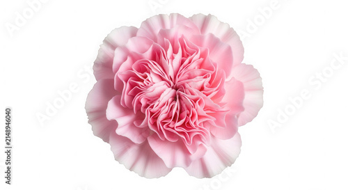 Beautiful soft pink carnation flower head isolated on a clean surface isolated on transparent background