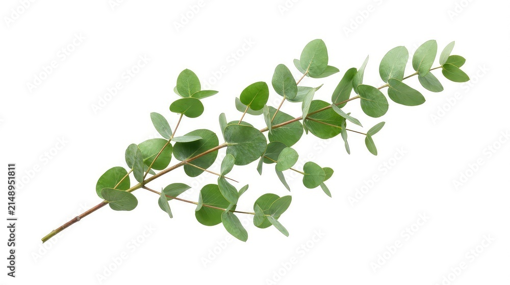 Obraz premium Fresh eucalyptus branch on white background