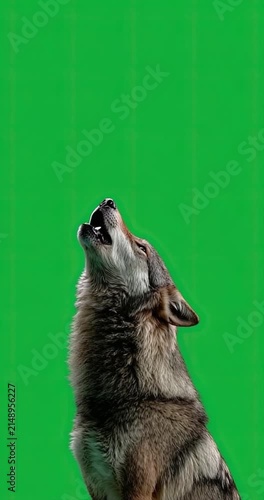 Wolf howling on a green background studio shot