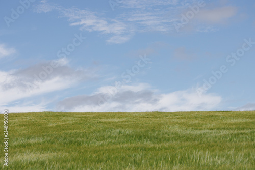 Agricultural field of green barley and blue summer sky