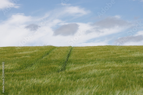 Tracks in agricultural field of green barley growing on hill by sky