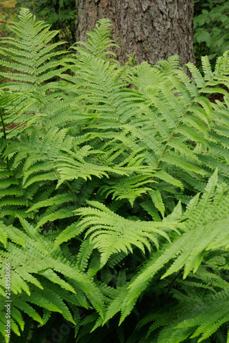 Bright green fern plant fronds growing in Scottish forest