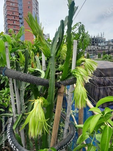 Dragon fruit plant with green flower buds. Dragon fruit healthy nutritional fruit. 