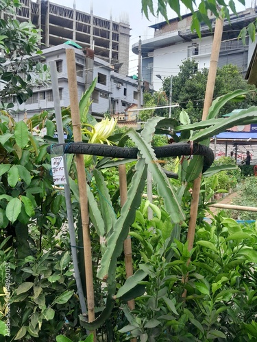Dragon fruit plant with green flower buds. Dragon fruit healthy nutritional fruit. 