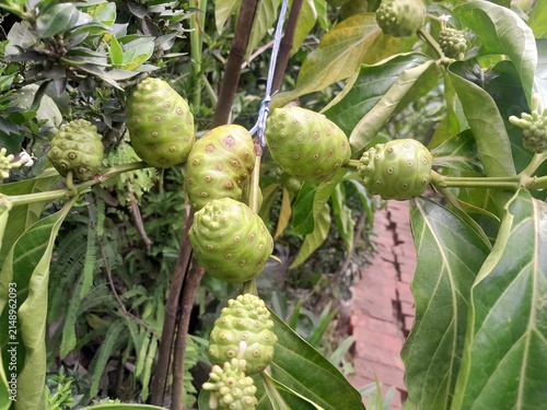 Foto Unripe bumpy noni fruits cluster in the plant