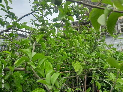 Meyna spinosa fruits isolated branches, green leaves background. Meyna spinosa plant also known as Muyna, Moin Tenga. Kutkura fruits in the tree. 