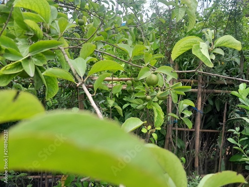 Meyna spinosa fruits isolated branches, green leaves background. Meyna spinosa plant also known as Muyna, Moin Tenga. Kutkura fruits in the tree. 