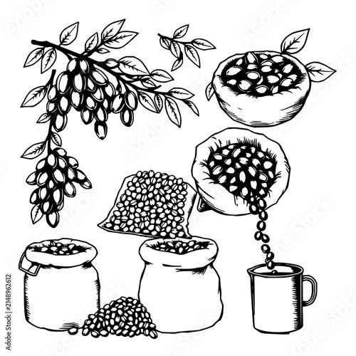Detailed black and white illustration showcasing various stages of coffee bean processing, including beans on branches, beans in sacks, and beans being poured from a container. The composition feat...